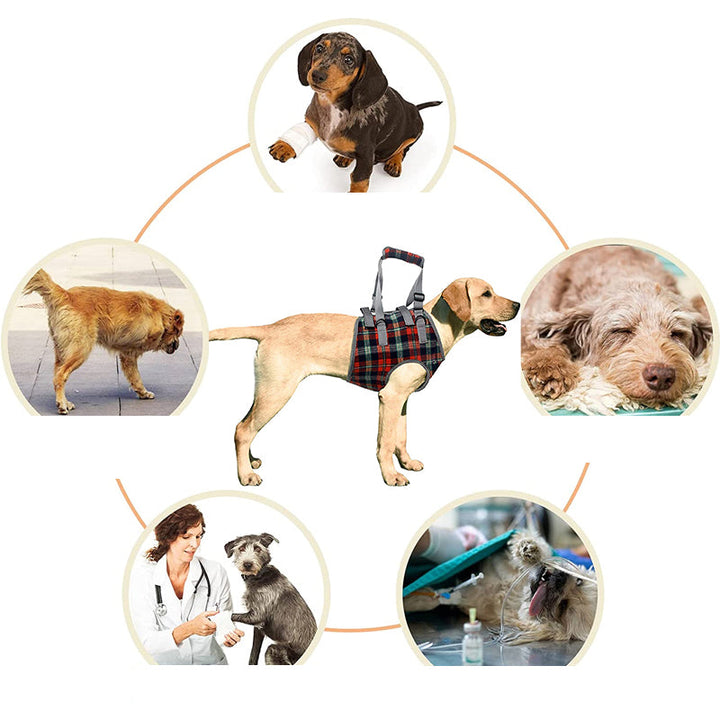 BowLift | Orthopedic Rear Leg Support Harness for Dogs – Ideal for Arthritis, Hip Dysplasia &amp; Mobility Aid