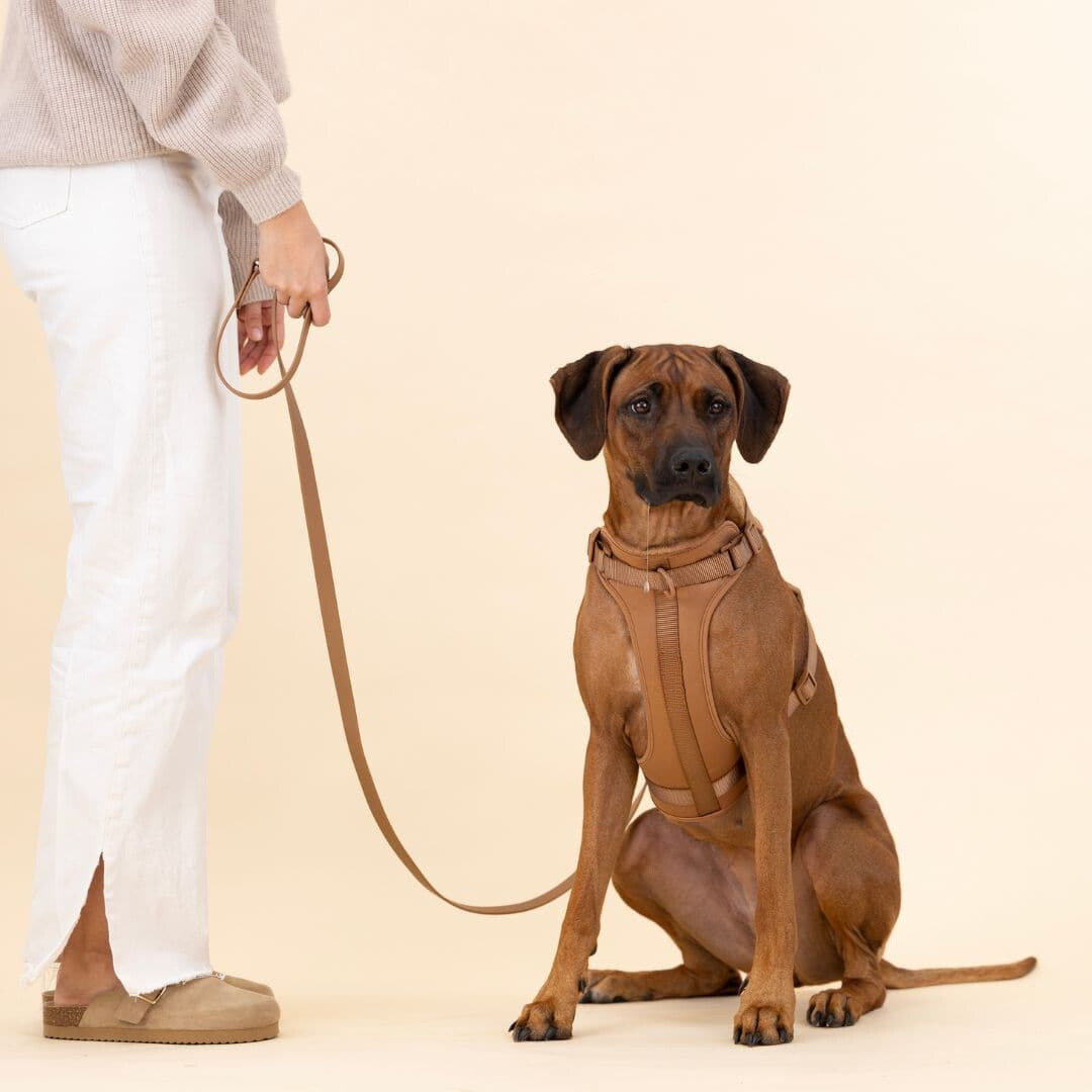 BowLift | ComfyPaws Dog Harness Walking Set with Leash and Poop Bag Holder