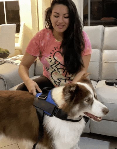 BowLift | Anti Choke Dog Harness