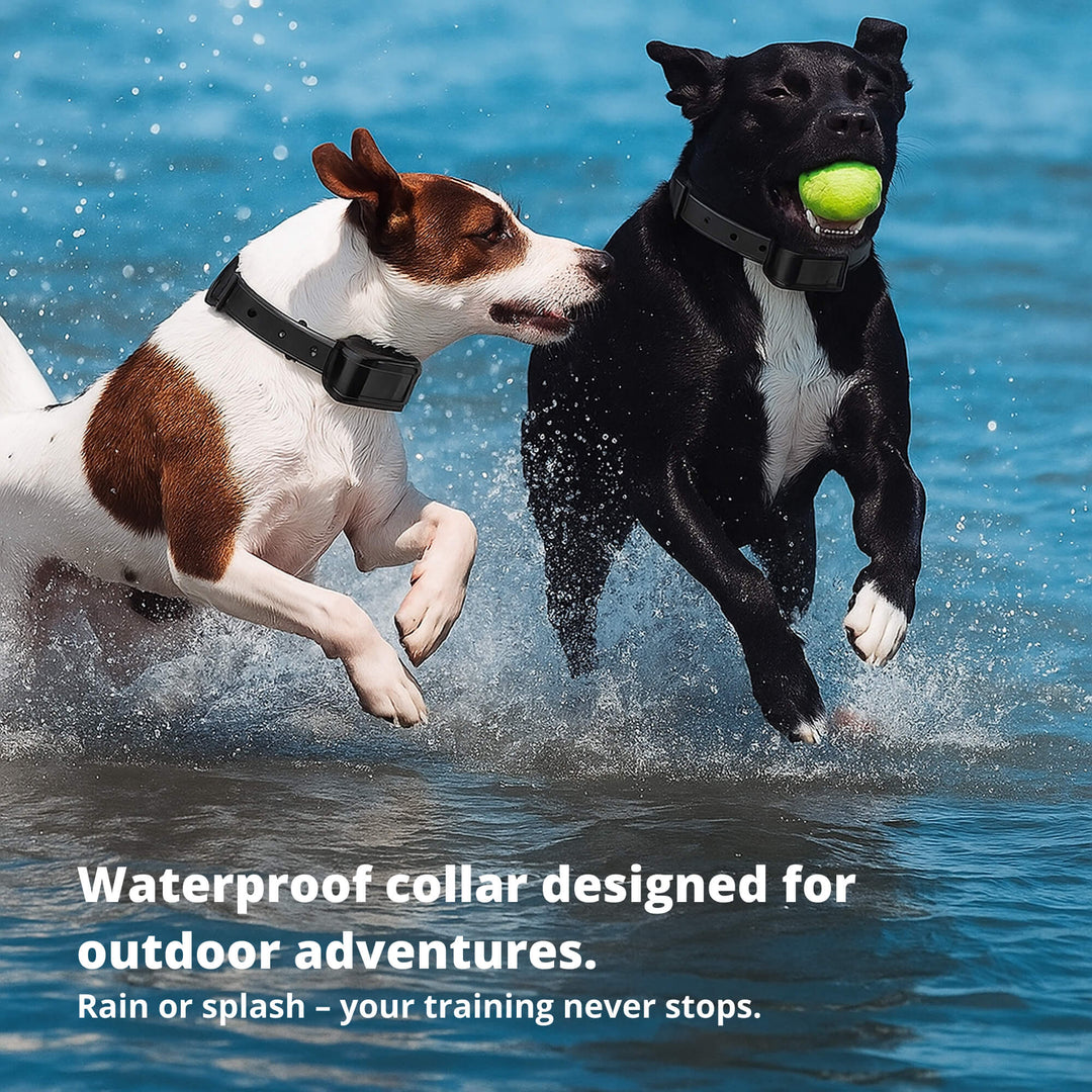 BowLift | 800M Rechargeable Electric Dog Training Collar | Waterproof, Remote Control &amp; Ideal for Effective Dog Training