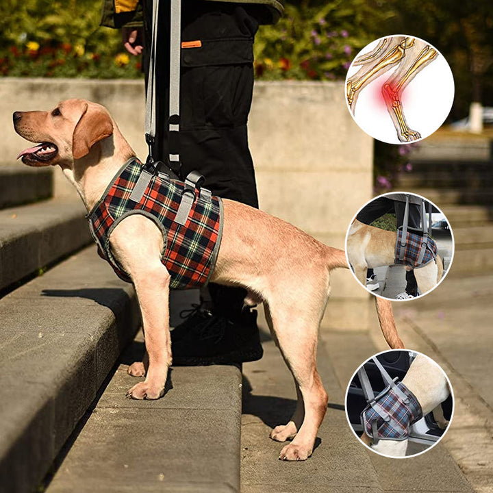 BowLift | Orthopedic Rear Leg Support Harness for Dogs – Ideal for Arthritis, Hip Dysplasia &amp; Mobility Aid