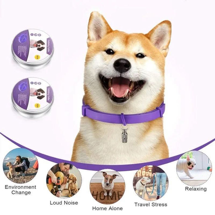 BowLift | Calming collar with pheromones &amp; essential oils for dogs