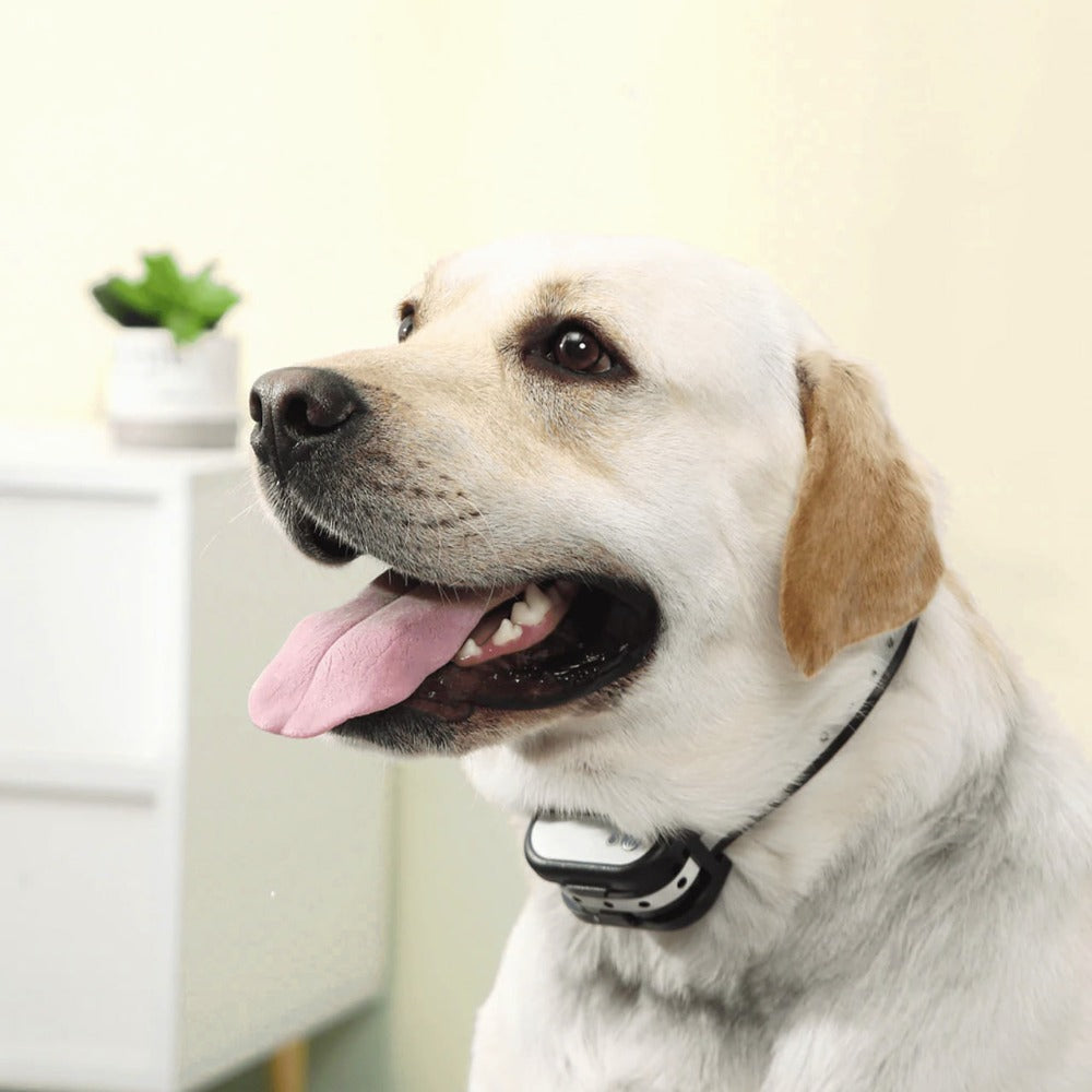 BowLift | SafeZone Wireless Dog Fence &amp; Training Collar – Rechargeable, Waterproof &amp; Pet-Friendly Correction Modes