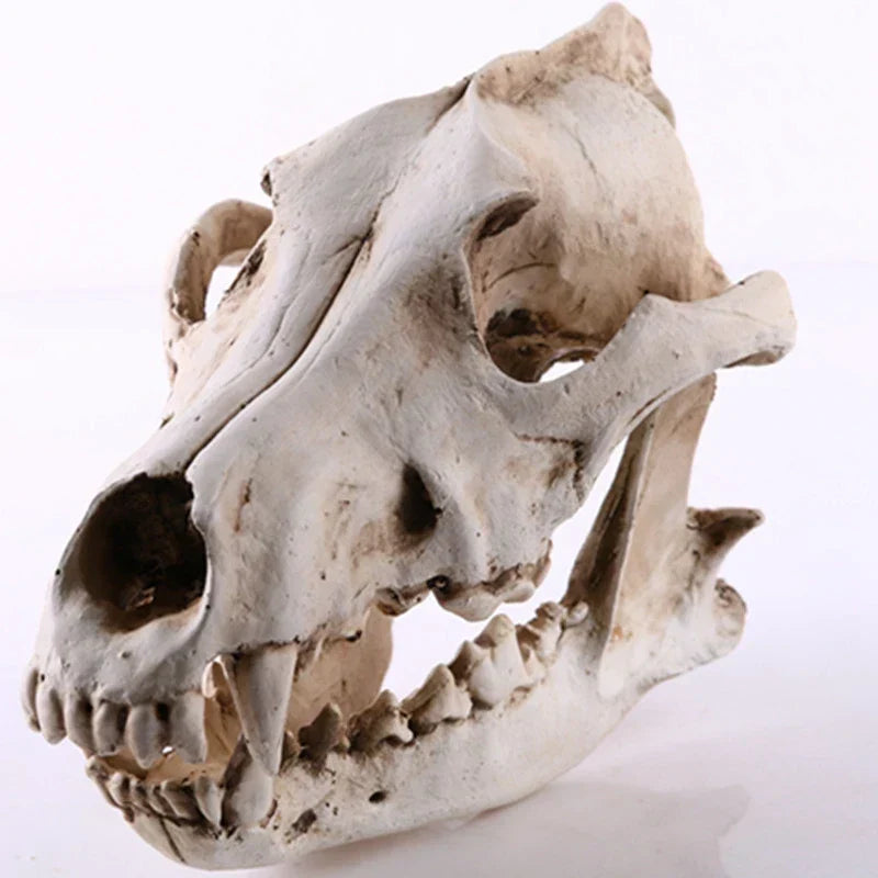 BowLift | Wolf Skull Sculpture Model