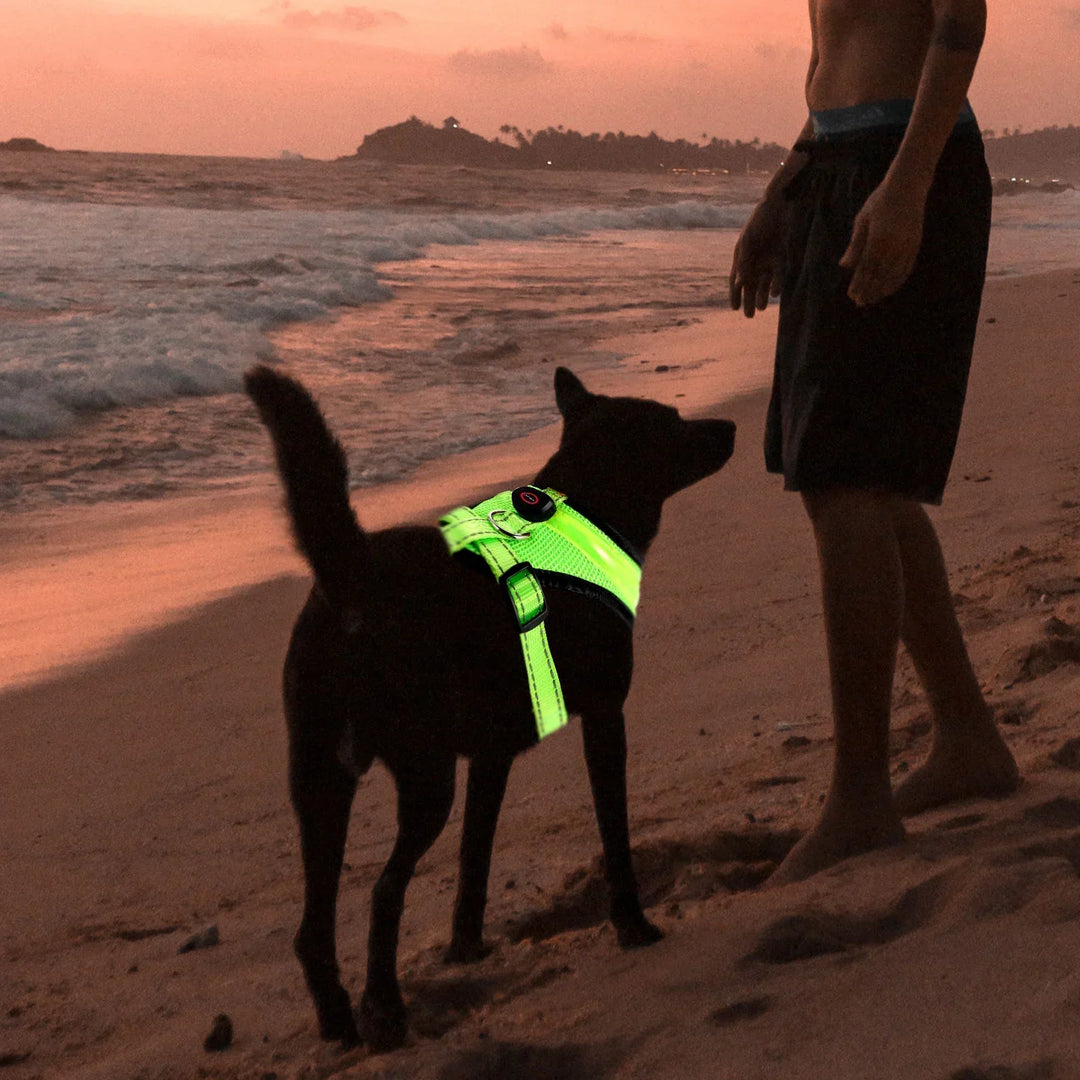 LED Dog Harness USB rechargeable &amp; adjustable Bowlift