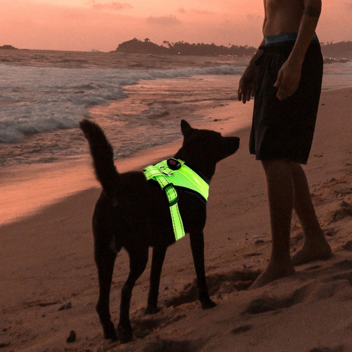 LED Dog Harness USB rechargeable &amp; adjustable Bowlift
