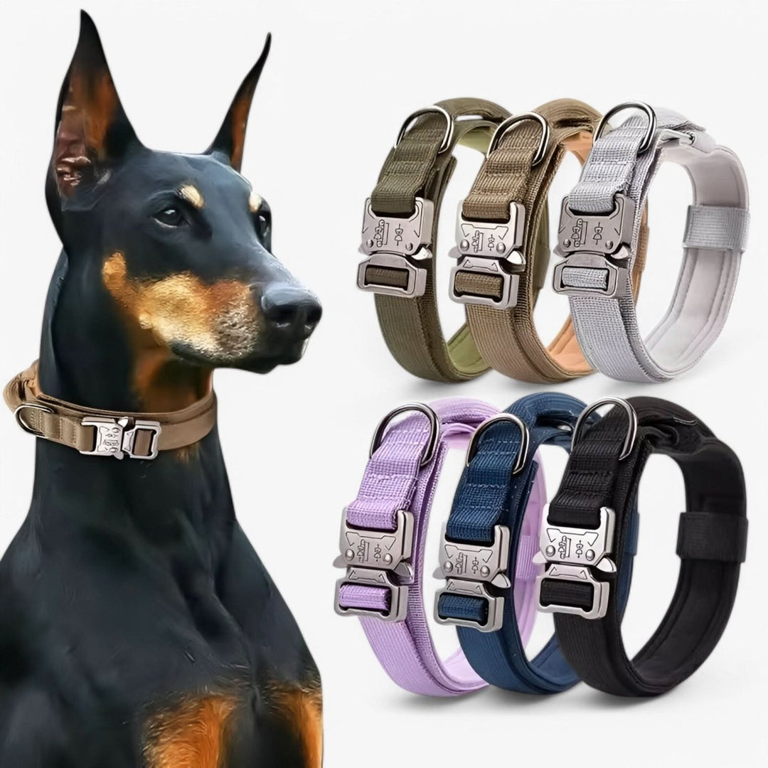 BowLift | Durable &amp; Adjustable Collar for Training &amp; Everyday Use