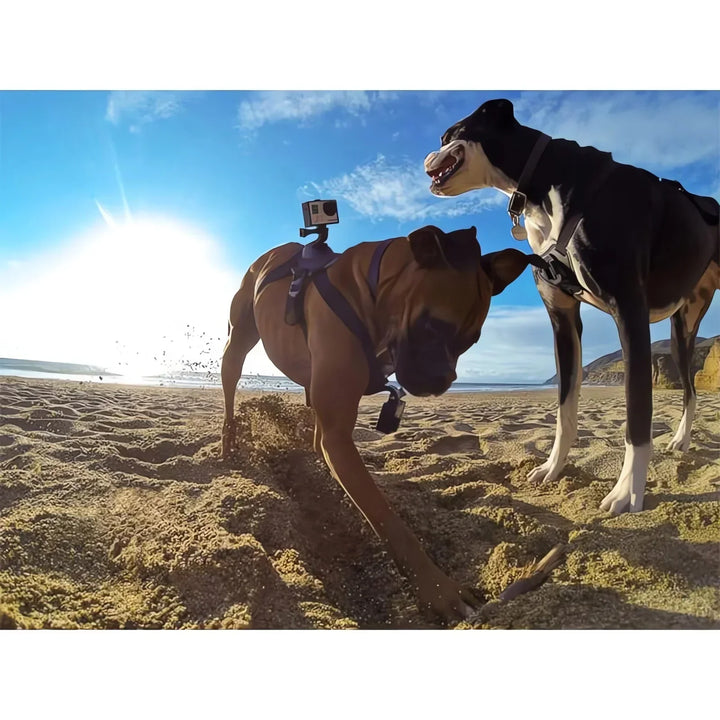 Action-Cam Dog Harness with 360° Perspective Bowlift
