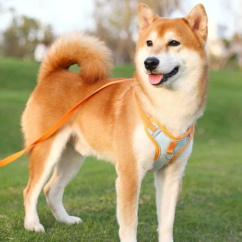 Reflective Puppy Harness – PawSafe Bowlift