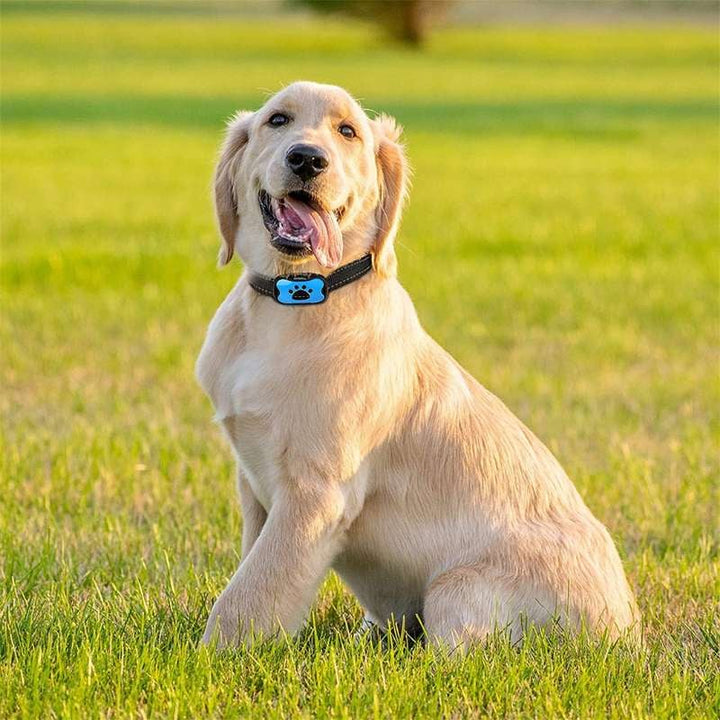 BowLift | Anti-Bark Collar