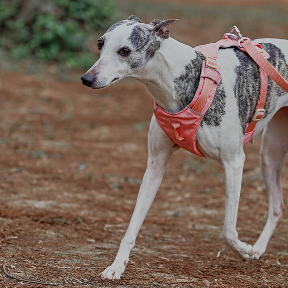 AquaCool - Anti-Pull Dog Harness with Multi-Functional Leash Bowlift
