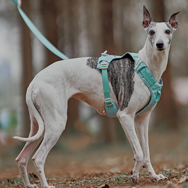 AquaCool - Anti-Pull Dog Harness with Multi-Functional Leash Bowlift