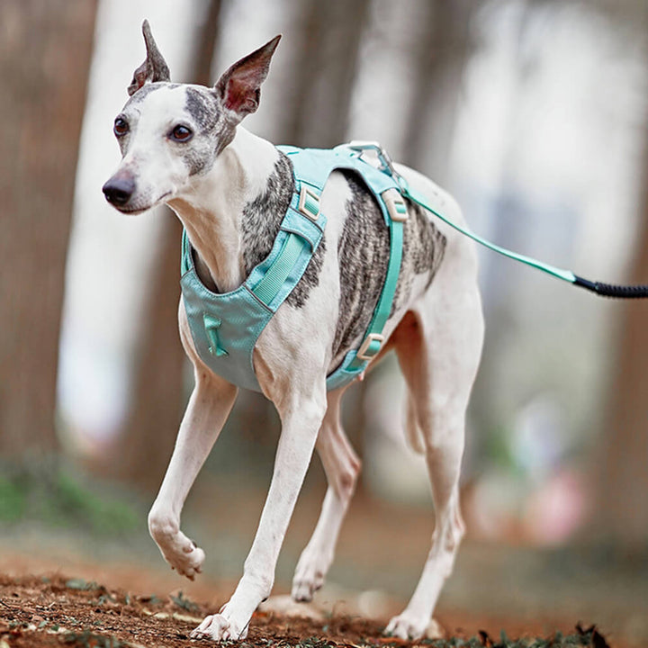 AquaCool - Anti-Pull Dog Harness with Multi-Functional Leash Bowlift