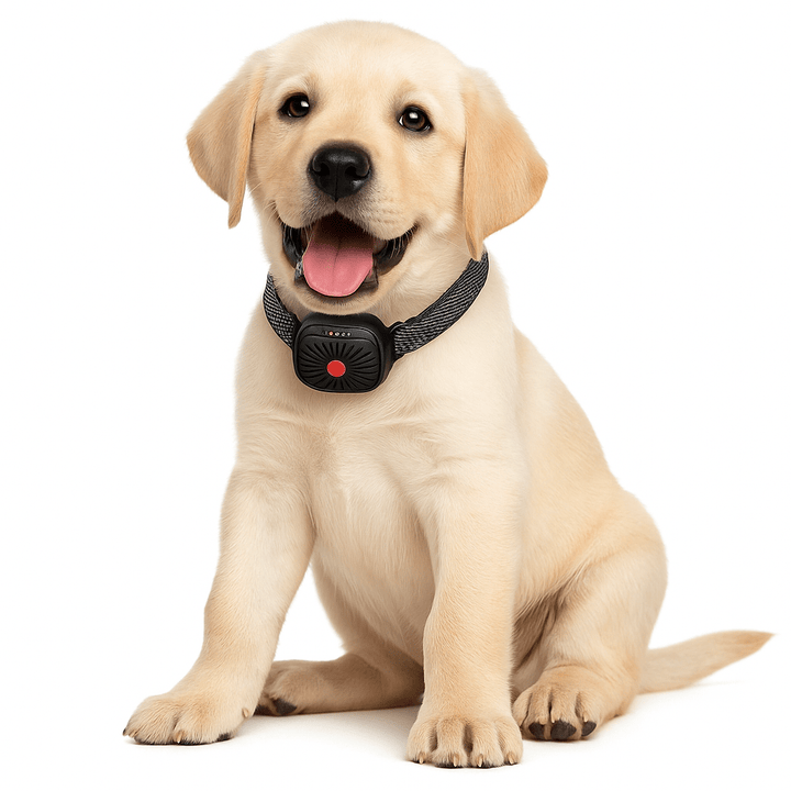 BowLift | BarkLess Nano – Gentle Anti-Bark Collar for Puppies &amp; Small Dogs