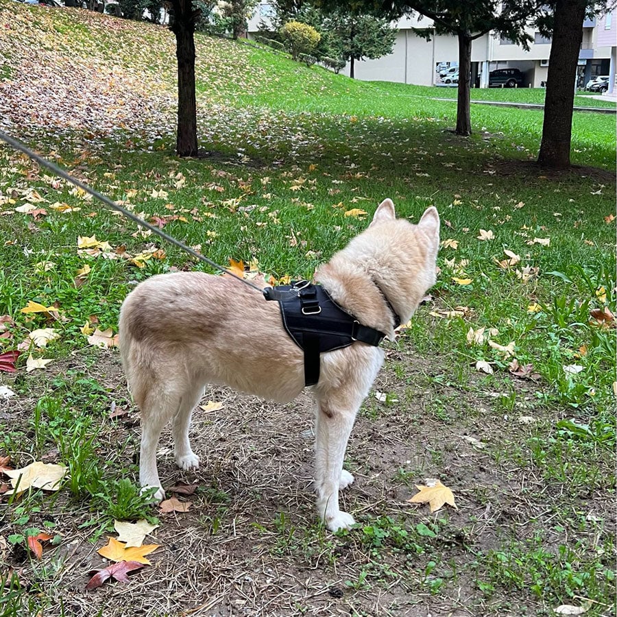 BowLift | Anti Choke Dog Harness
