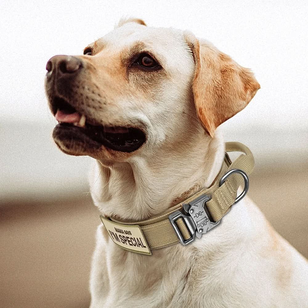 BowLift | Durable &amp; Adjustable Collar for Training &amp; Everyday Use