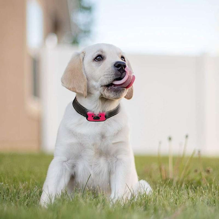 BowLift | Anti-Bark Collar