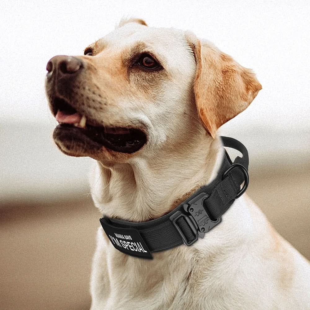 BowLift | Durable &amp; Adjustable Collar for Training &amp; Everyday Use