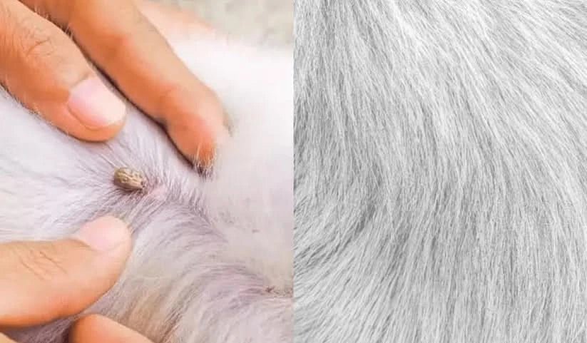 BowLift | Flea &amp; Tick Protection Collar for Dogs &amp; Cats