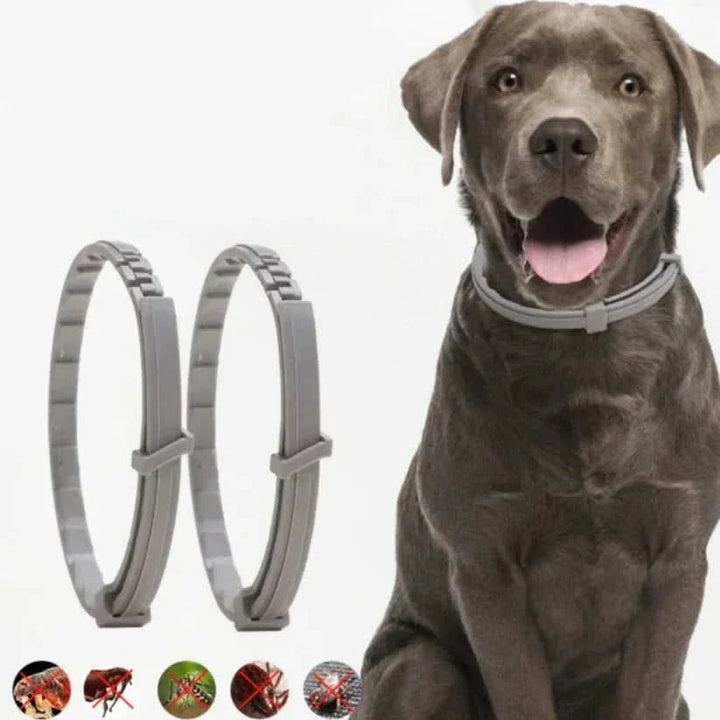 BowLift | Flea &amp; Tick Protection Collar for Dogs &amp; Cats