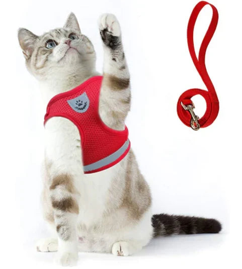 Explorer Harness with Leash Bowlift