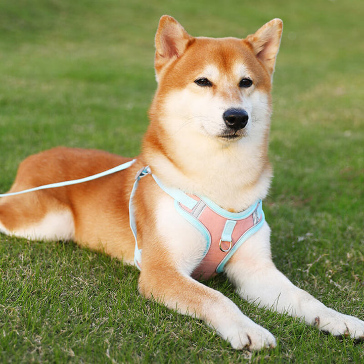 Reflective Puppy Harness - BrightPaw Bowlift