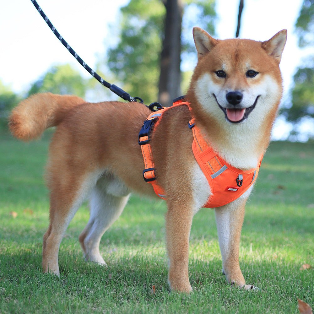 BowLift | WalkEase Harness – Anti-pull dog harness for relaxed walks &amp; healthy posture